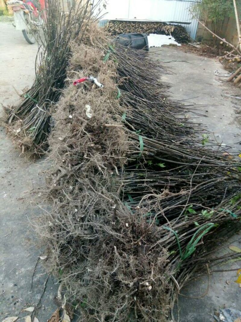 吴茱萸苗50~80cm