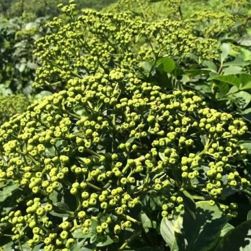 吴茱萸苗50~80cm