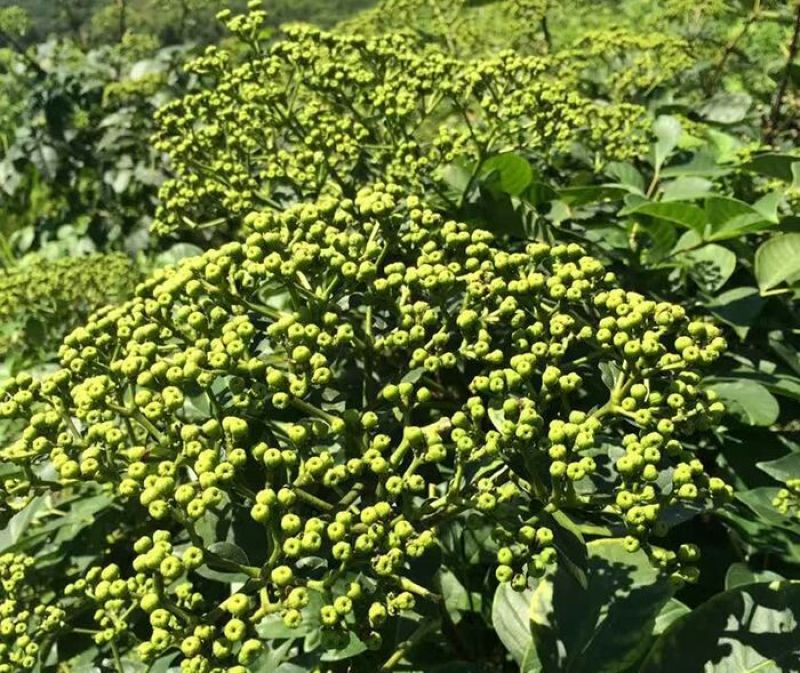 吴茱萸苗50~80cm