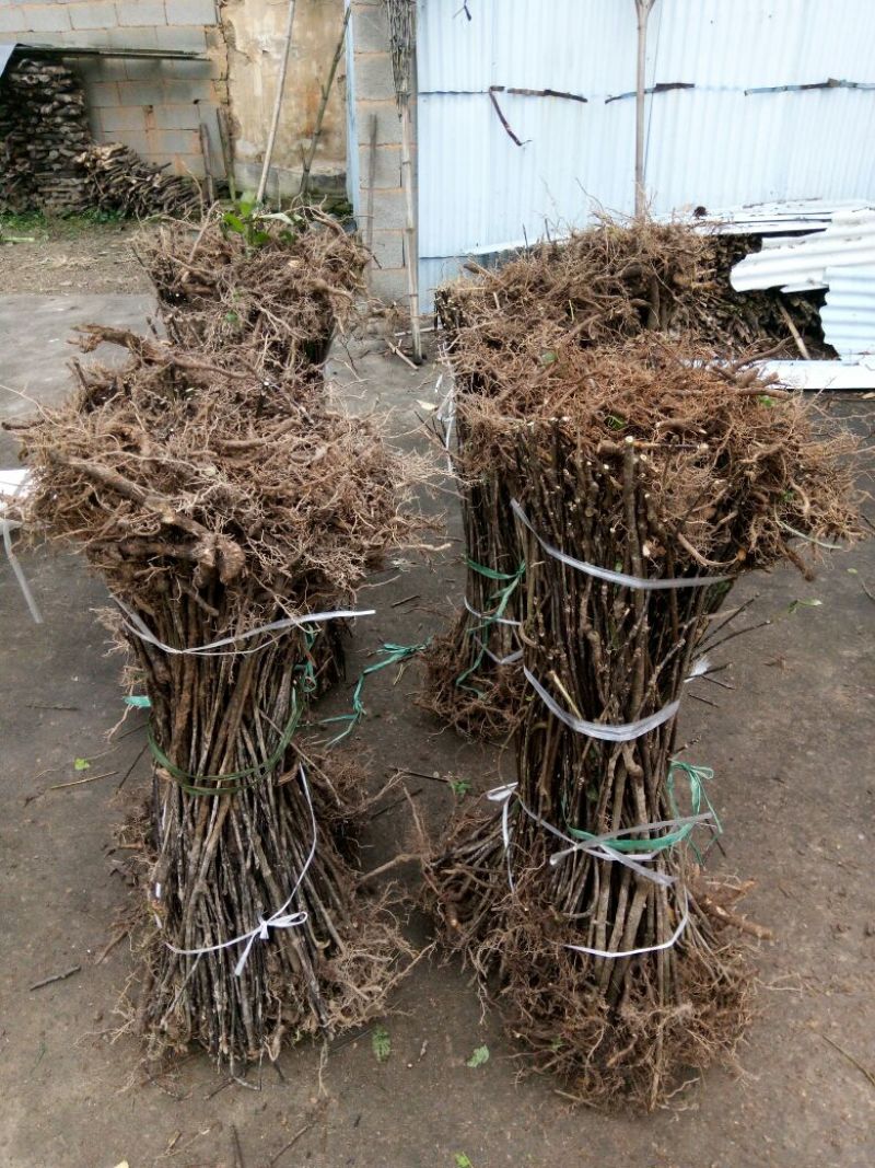 吴茱萸苗50~80cm