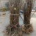 吴茱萸苗50~80cm