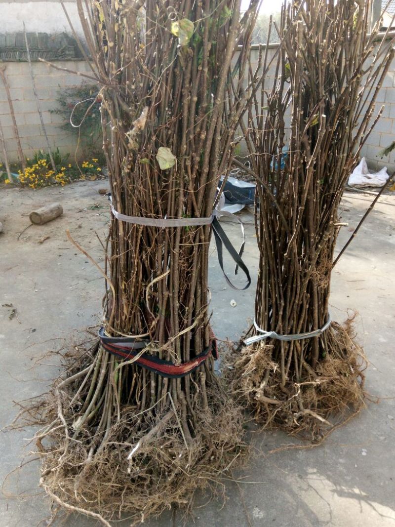 吴茱萸苗50~80cm