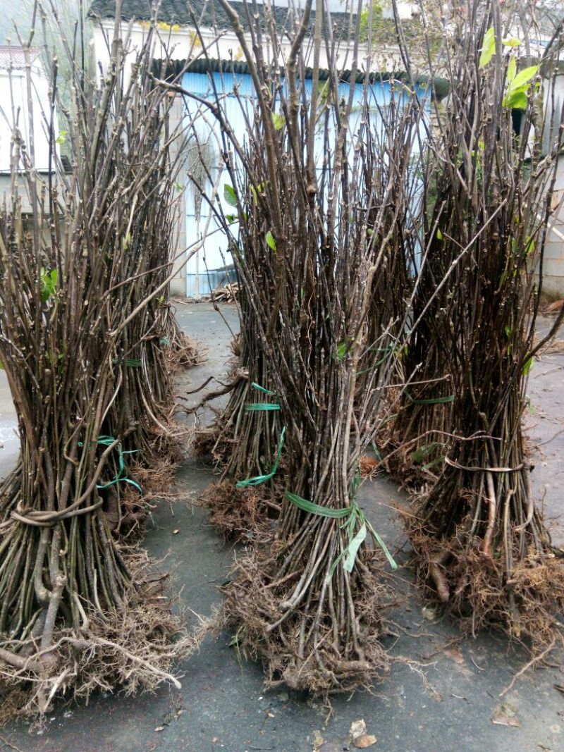 吴茱萸苗50~80cm