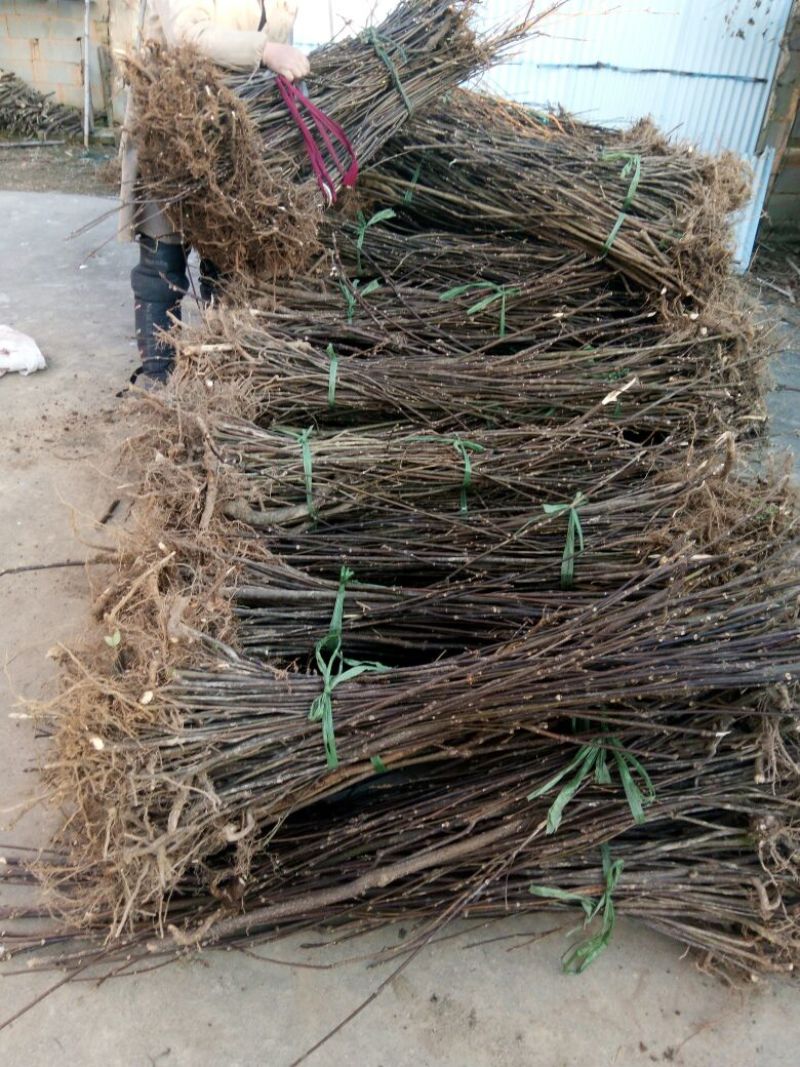 吴茱萸苗50~80cm