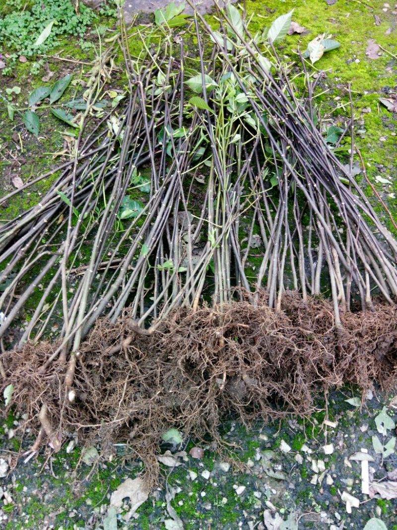 吴茱萸苗50~80cm