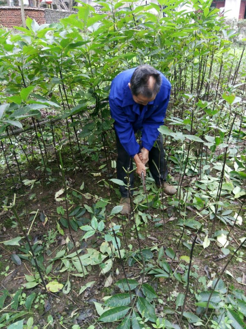 吴茱萸苗50~80cm