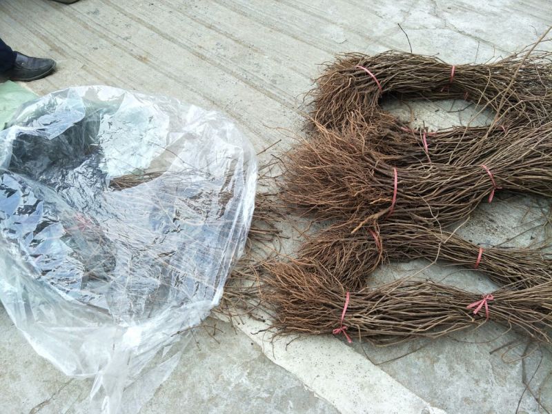 五叶爬山虎品种纯正保湿发货绿化苗木基地直发欢迎实地考察看货
