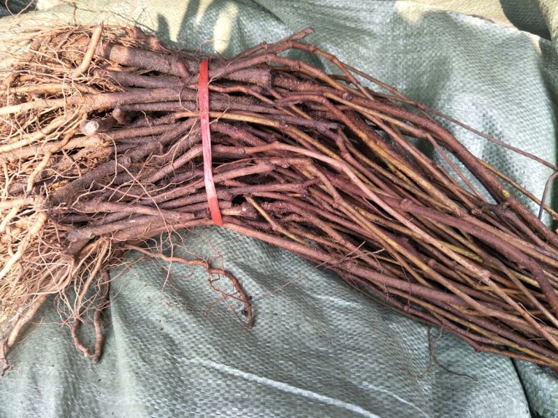 五叶爬山虎品种纯正保湿发货绿化苗木基地直发欢迎实地考察看货