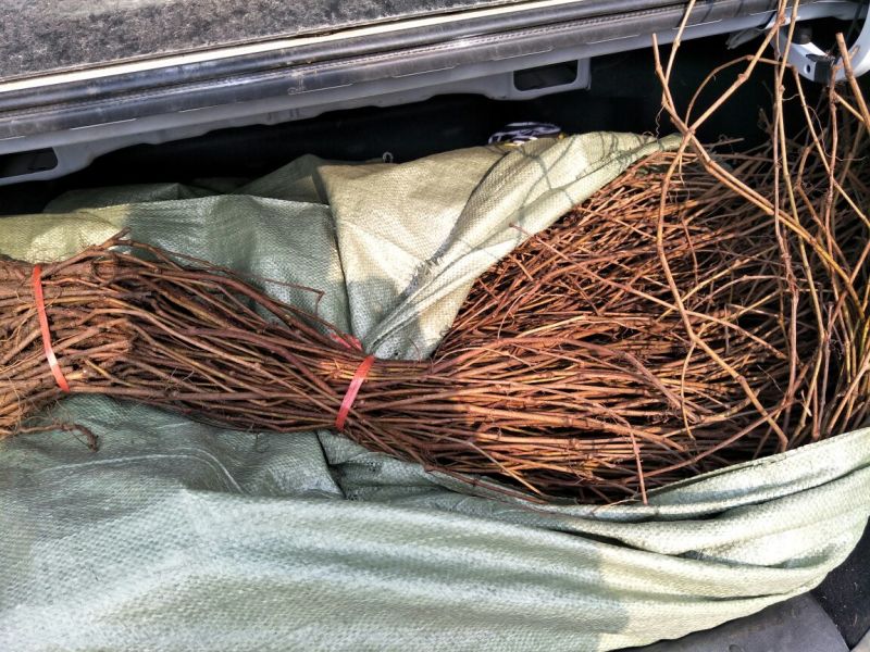 五叶爬山虎品种纯正保湿发货绿化苗木基地直发欢迎实地考察看货