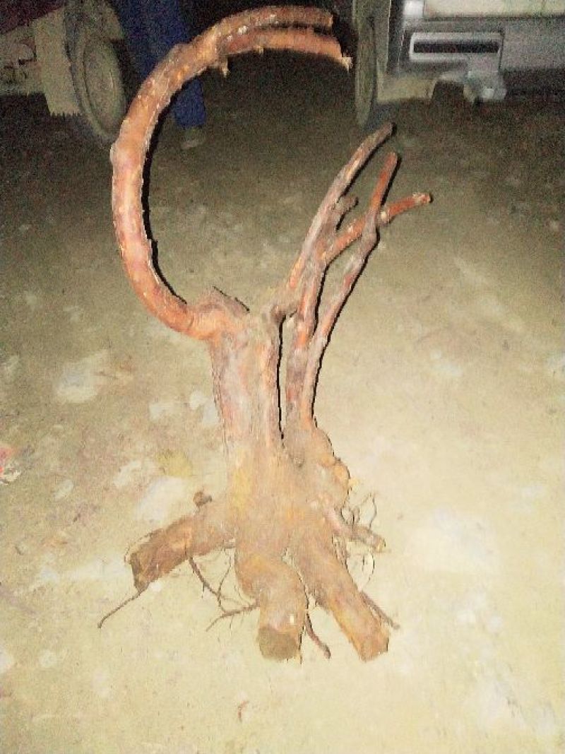 红刺藤