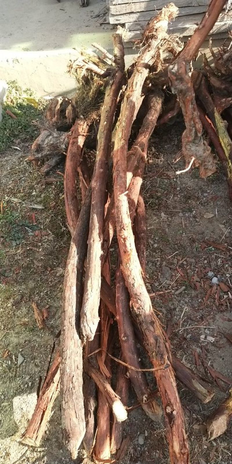 红刺藤