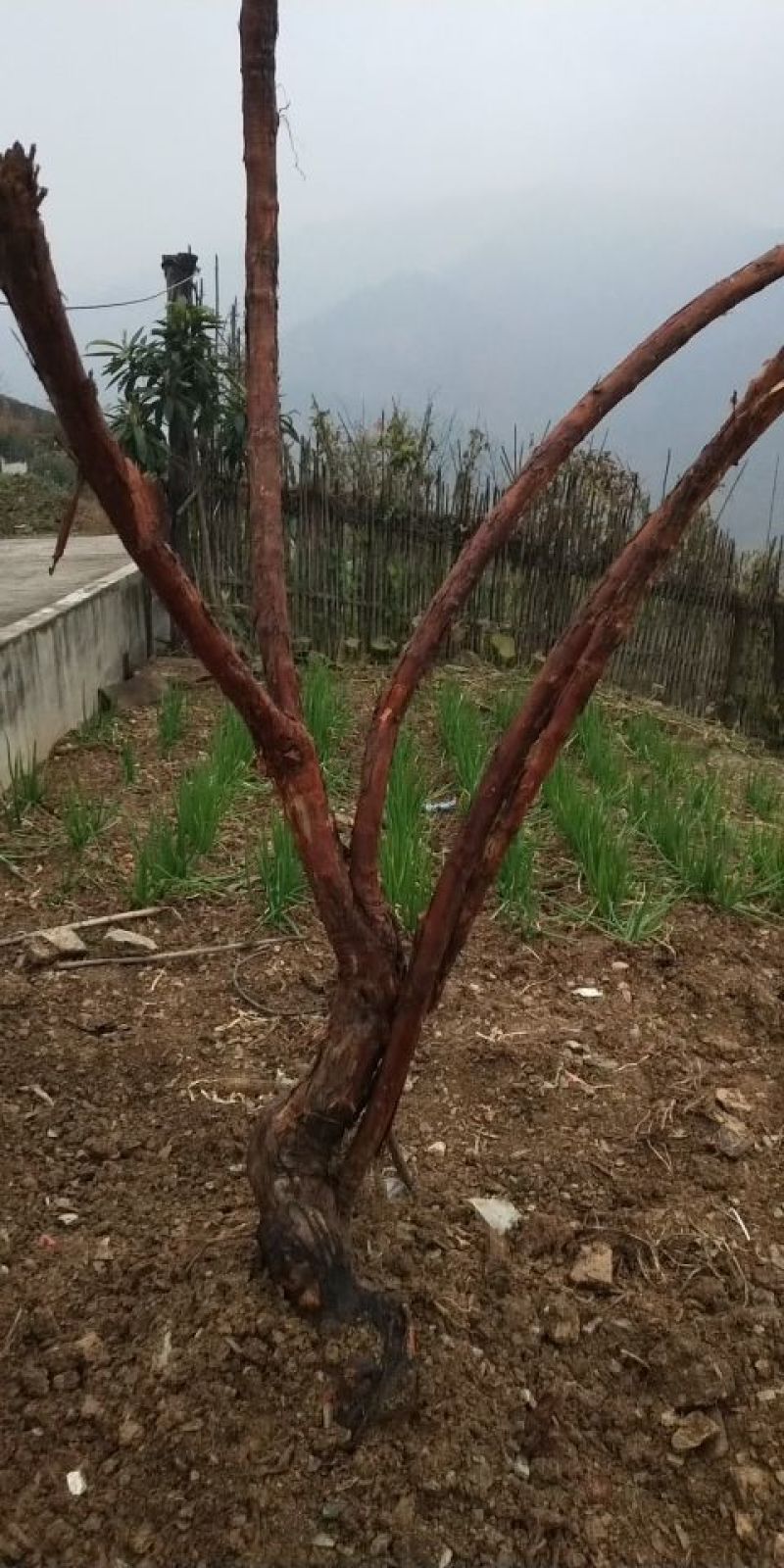 红刺藤
