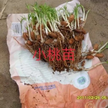 毛桃树苗毛桃苗桃桃实生苗