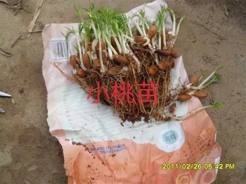 毛桃树苗毛桃苗桃桃实生苗