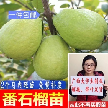 番石榴苗送生根粉