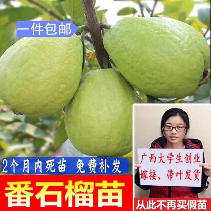 番石榴苗送生根粉