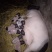 巴马香猪母