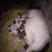 巴马香猪母