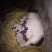巴马香猪母