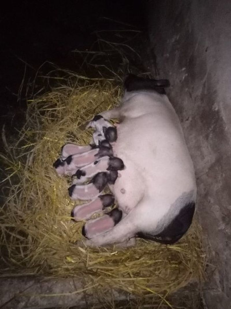 巴马香猪母