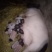 巴马香猪母