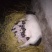 巴马香猪母