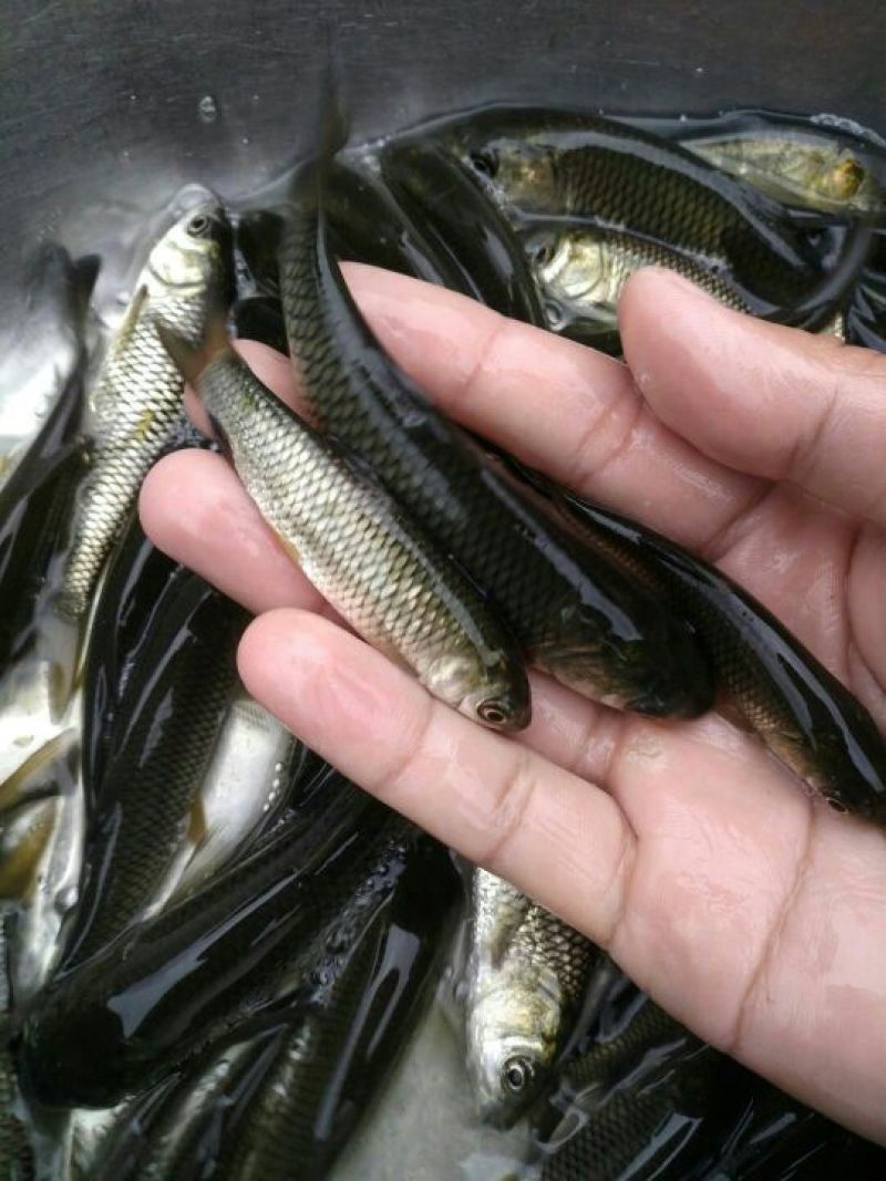 草鱼苗各种规格抗病毒全国包活发货皖鱼苗