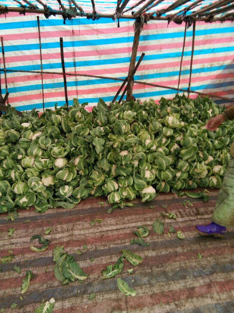 精品白花菜花1斤到2斤紧密乳白，质量优产地直发
