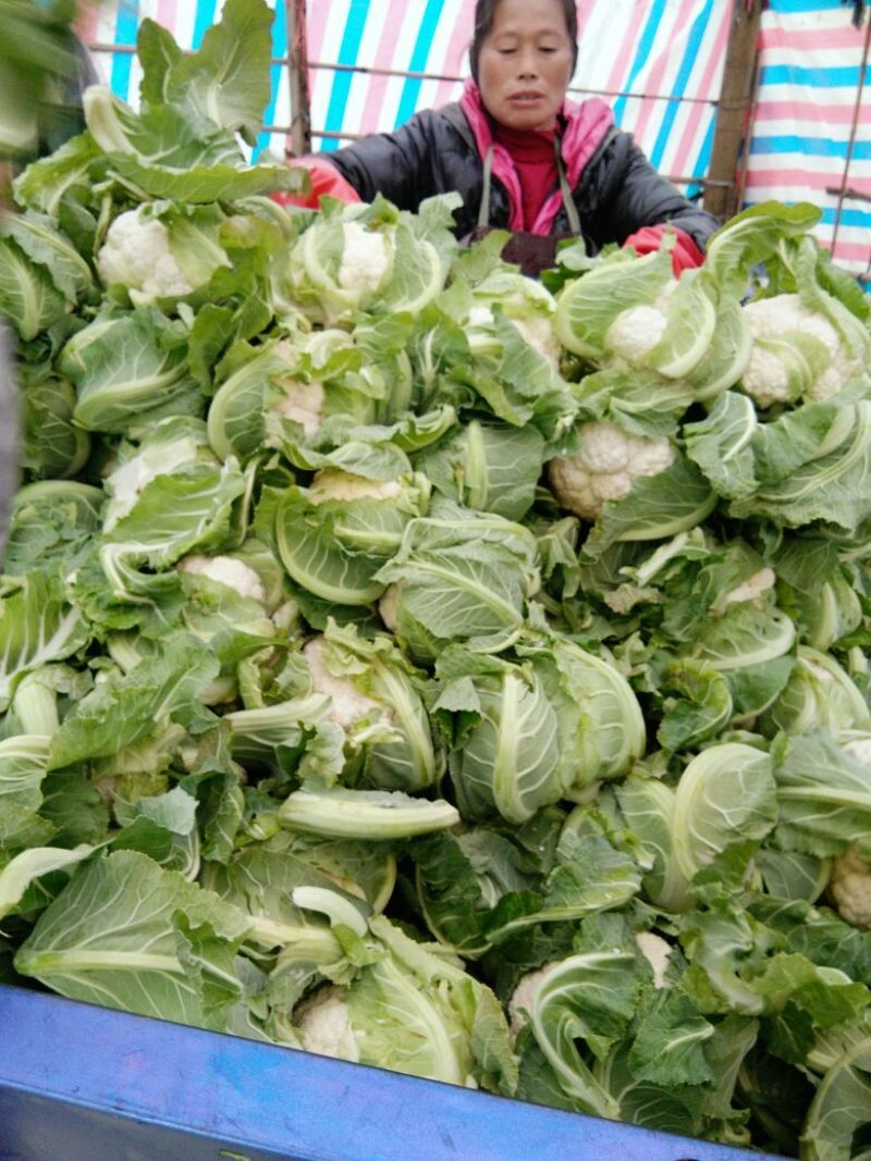 精品白花菜花1斤到2斤紧密乳白，质量优产地直发