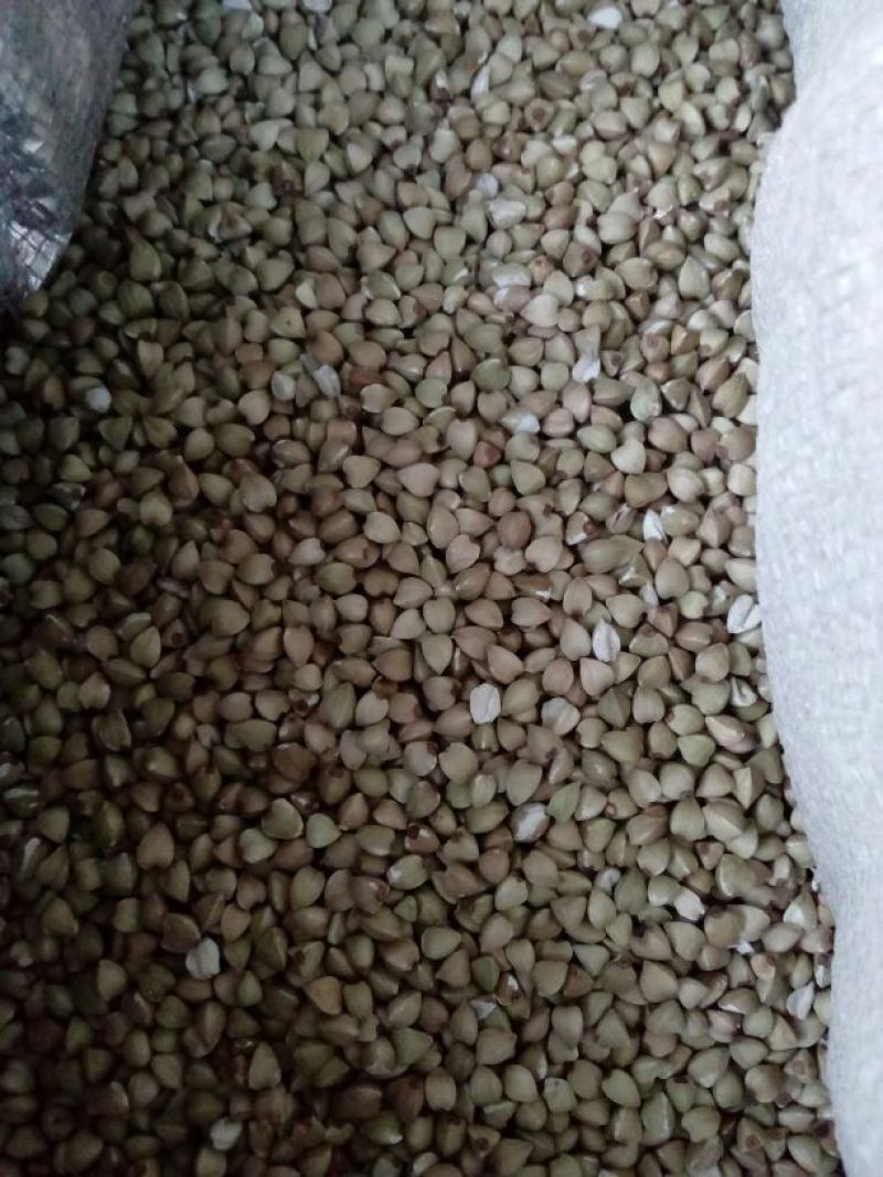 荞麦旱地