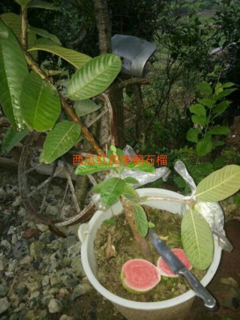 西瓜番石榴苗30~50cm