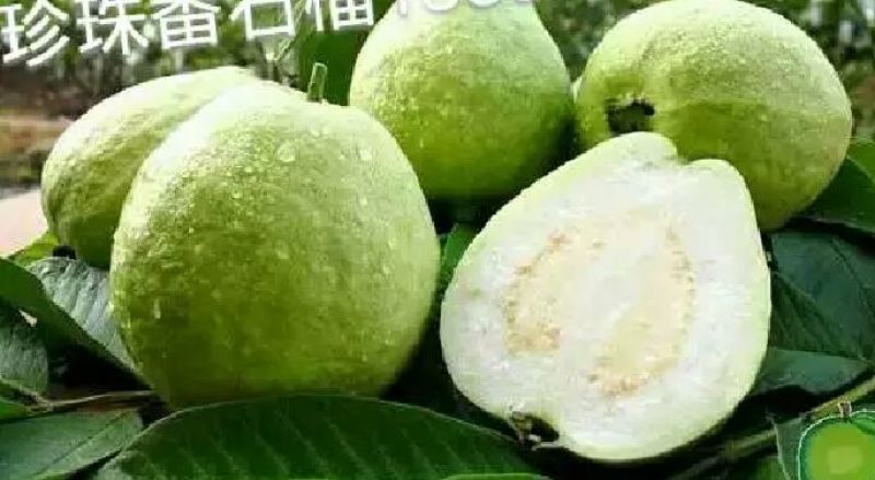西瓜番石榴苗30~50cm