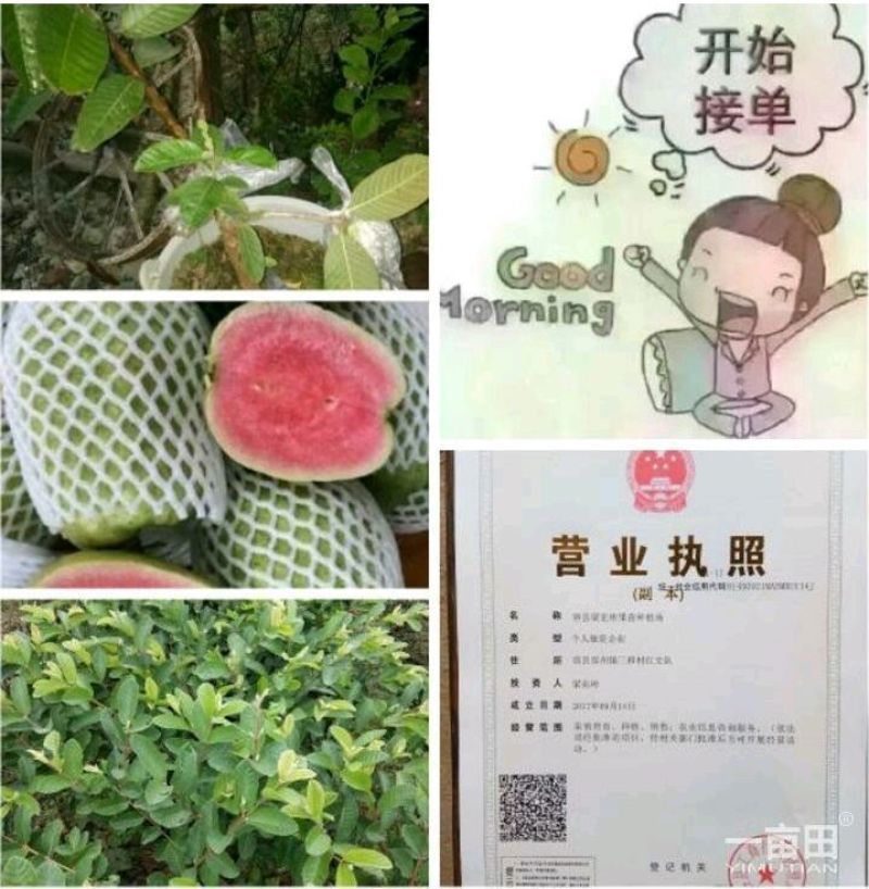 西瓜番石榴苗30~50cm