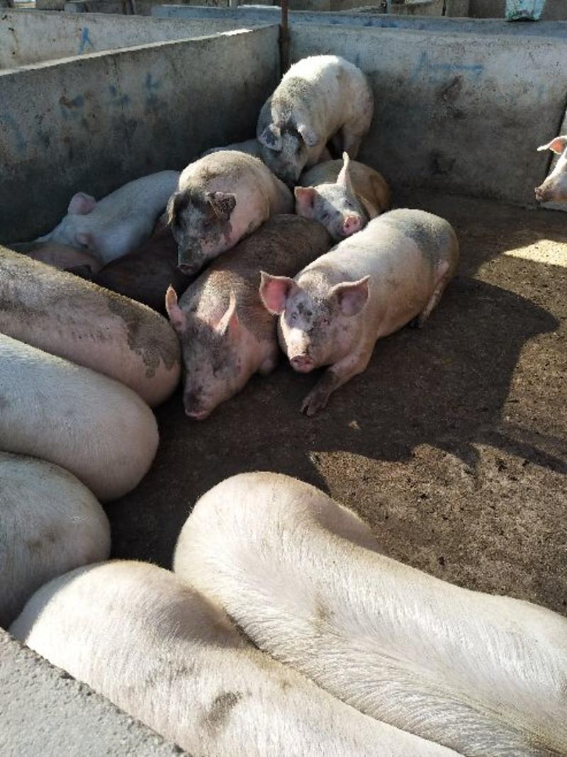 商品猪100~150公斤山东肥猪批发，肥猪价格