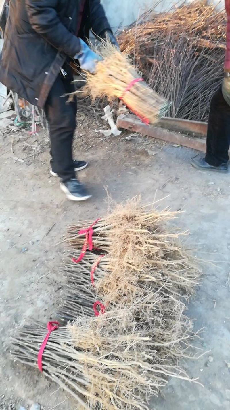花椒苗1~2年