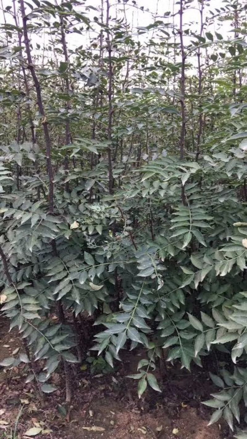 花椒苗1~2年