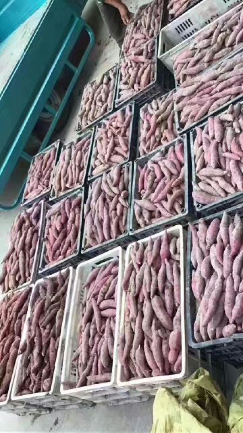 天目小香薯1两以上商品薯红心地瓜小番薯黄心沙地红薯