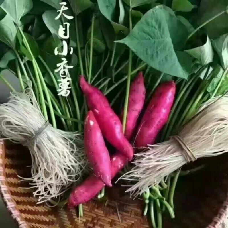 天目小香薯1两以上商品薯红心地瓜小番薯黄心沙地红薯