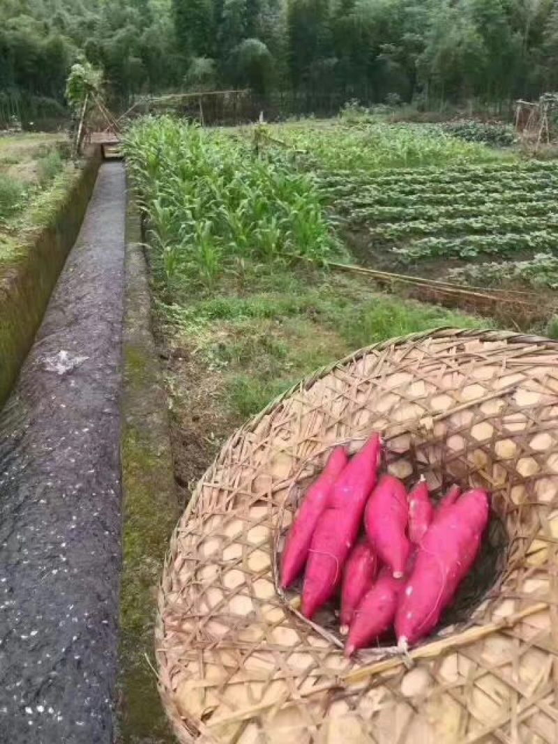 天目小香薯1两以上商品薯红心地瓜小番薯黄心沙地红薯