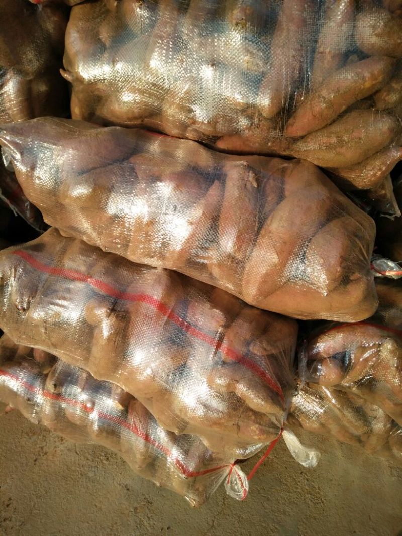 【有好货】莒南济薯26黄心3两以上加工薯大量供应产地直发