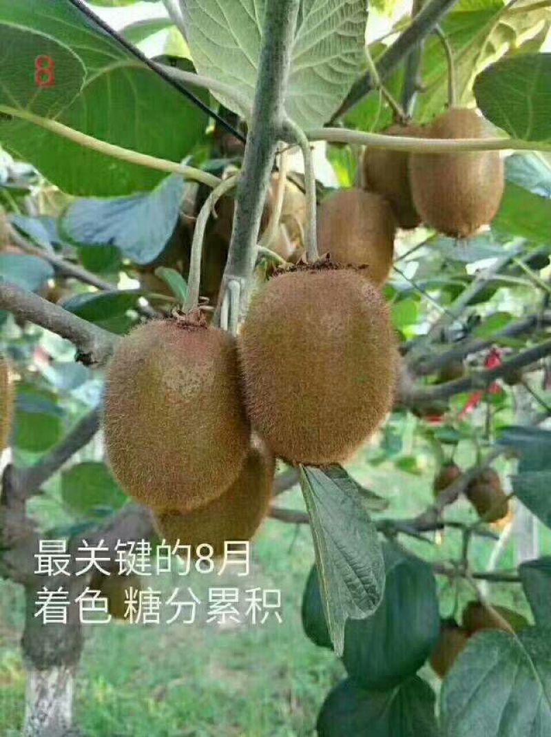 精品徐香猕猴桃一手货源80起步上不封顶。