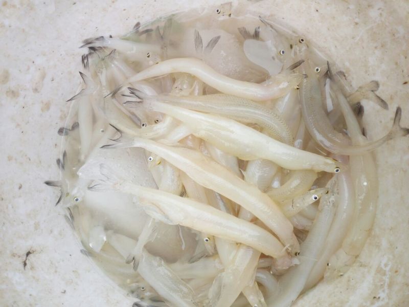 大银鱼冰鲜鱼大银鱼