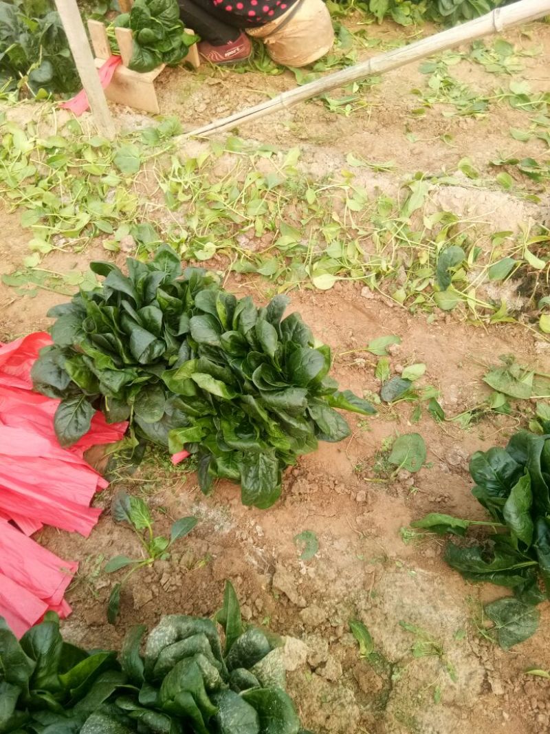大叶菠菜25~30厘米