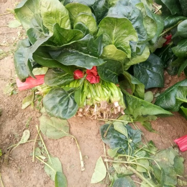 大叶菠菜25~30厘米