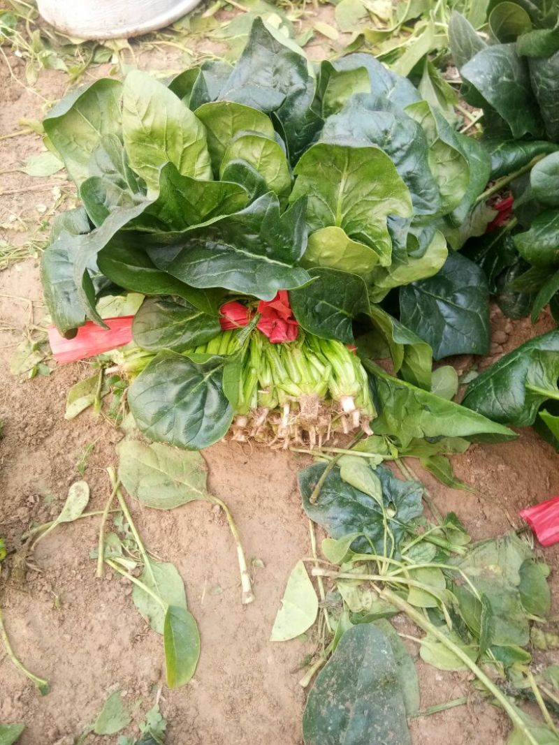 大叶菠菜25~30厘米