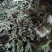 药用蒲公英野生全草