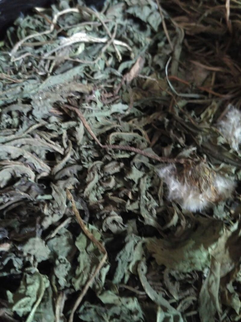 药用蒲公英野生全草
