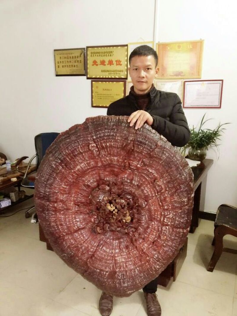 大灵芝特大观赏药用赤灵芝，产地湖南，价格实惠