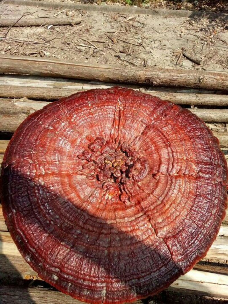 大灵芝特大观赏药用赤灵芝，产地湖南，价格实惠