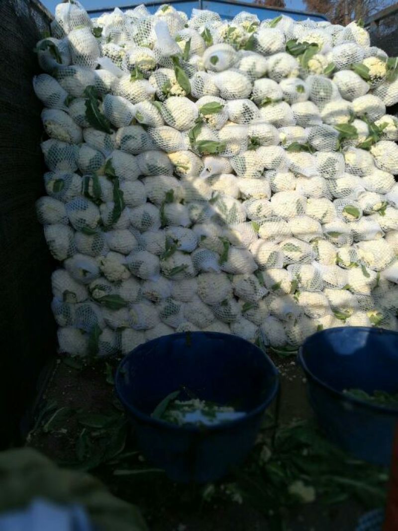 河南通许精品松花菜青梗白面散花乳白色，供应各大批发市